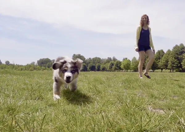 Terapia de relax con perros: retratos de canes a cámara lenta