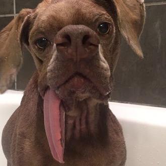 De la playa de los perros muertos en Puerto Rico …