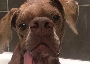De la playa de los perros muertos en Puerto Rico a Boston, los milagros de Murray, un perro deforme y extra feliz