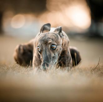 En 2024 murieron 346 galgos de carreras en el Reino …