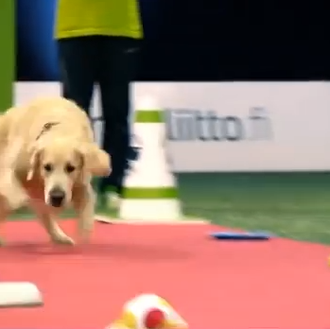 Un Golden protagoniza una competición perruna con mucho arte... y …
