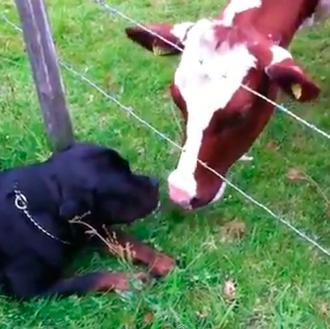 Amores perrunos: El rottweiler y las vacas