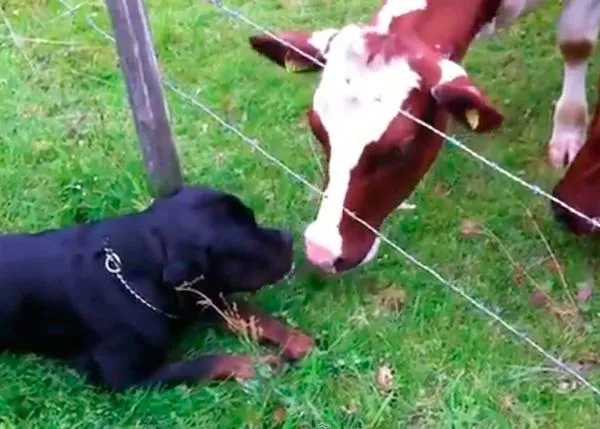 Amores perrunos: El rottweiler y las vacas