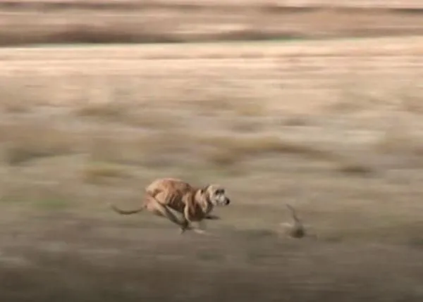Vida de Perro: La caza con Galgo en España vista desde Europa 
