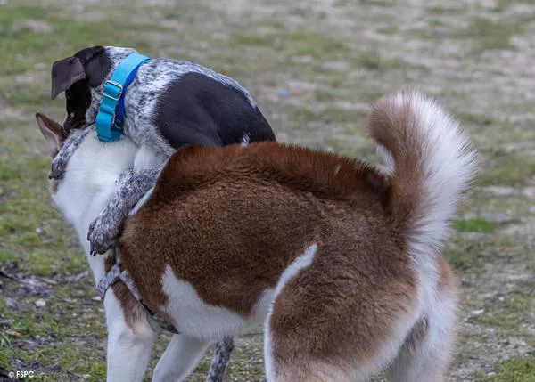 El dolor físico en perros, una clave esencial tras muchos problemas de comportamiento que sigue sin tenerse en cuenta