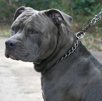 La legislación en función de la raza de perro es …