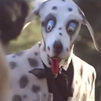 El zorro gana al perro en Youtube: el vídeo más …