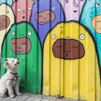 Los perros también intentan comunicarse con los humanos utilizando expresiones …