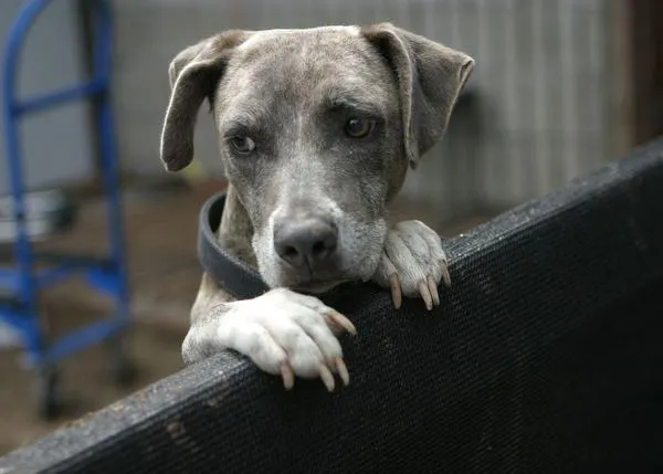 En la Semana Santa de 2019 se abandonará un 27% más de animales que en el resto del año