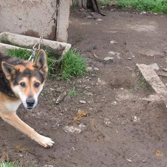 Iniciativa Dignidad Canina: luchando contra los perros permanentemente encadenados o …