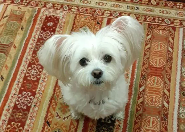 Aún no han encontrado a Luna, la perrita robada en Gijón, y piden que no se difundan bulos sobre la presunta autora del robo