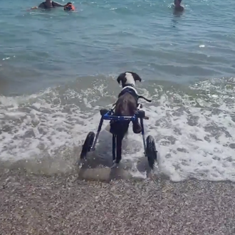 Las felicidades contagiosas de los perros de BichosRaros corriendo y …