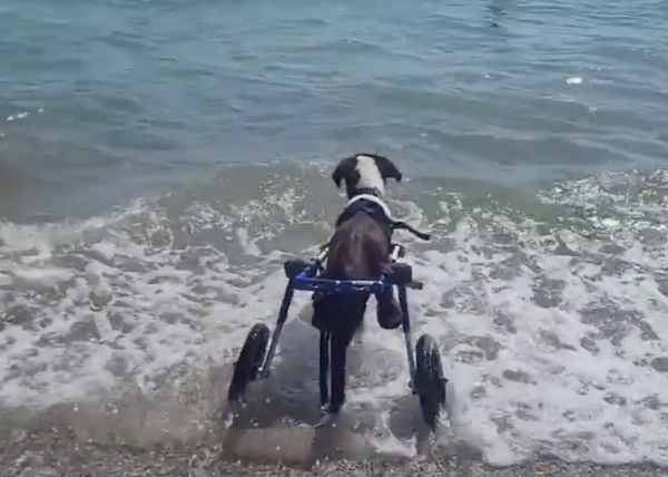 Las felicidades contagiosas de los perros de BichosRaros corriendo y nadando en la playa con sus sillas de ruedas