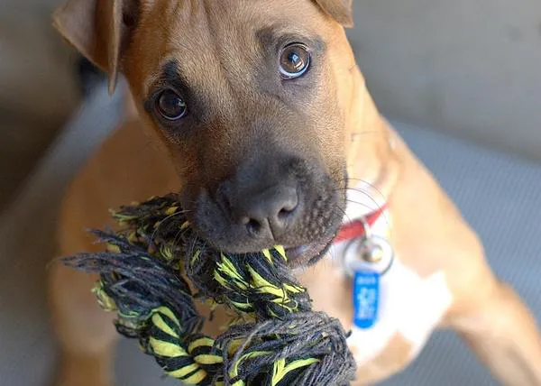 Enriquecimiento ambiental: clave para mejorar la vida de los perros en las protectoras (y en casa)