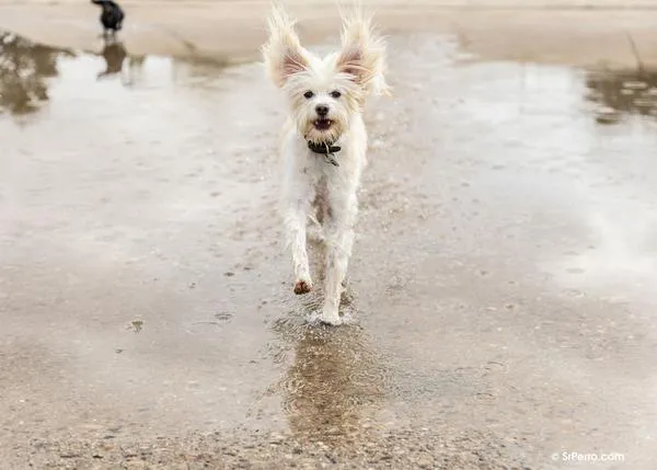 Cuidados de los perros en otoño: la muda, el cepillado y la higiene en casa