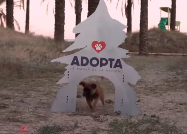 Castellón y el Papá Noel más perruno: campaña navideña para promover la adopción responsable