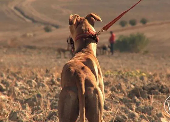 Febrero el miedo de los galgos: puedes ver el documental, gratis, en la web oficial