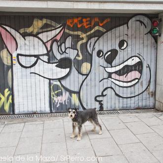 Entrevista perruna con Dingo Perro Mudo: los canes con más …