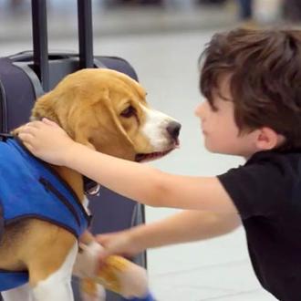 ¿Qué derechos tiene un perro al volar en avión? KLM …