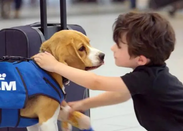 ¿Qué derechos tiene un perro al volar en avión? KLM recibe una demanda canina por un retraso