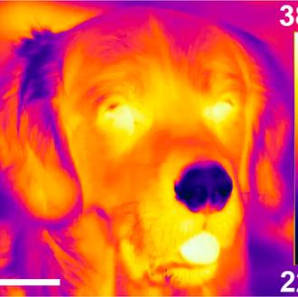 La nariz de los perros también es capaz de detectar …