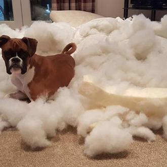 Una Bóxer con alma de decoradora express (y otras trastadas …