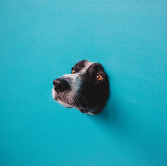 Momo, el perro que se esconde con más arte, listo …