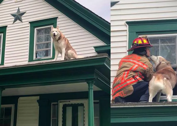 Un rescate con besos: un perro atrapado en un tejado regala mimos al bombero que acudió en su ayuda
