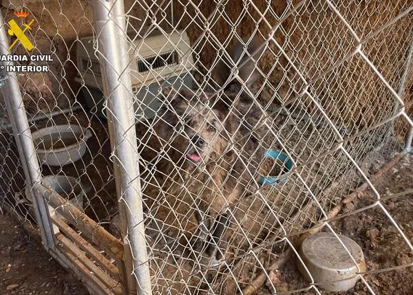 El SEPRONA localiza dos criaderos ilegales en la provincia de Cuenca: vendían cachorros de Bichón Maltés, Caniche...
