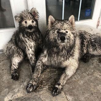 Los perros al rescate de los humanos confinados: pequeñas dosis …