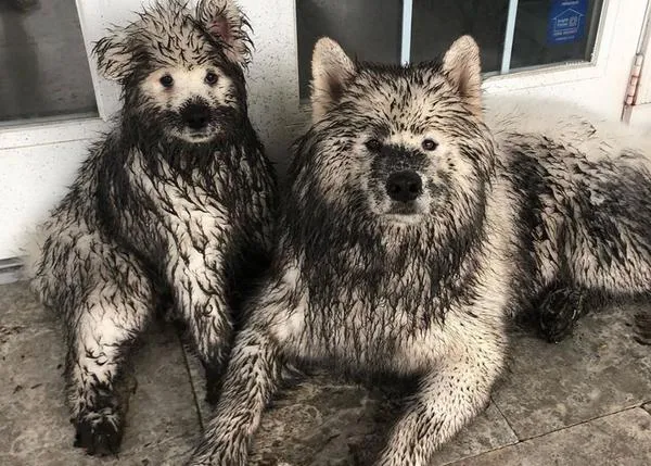Los perros al rescate de los humanos confinados: pequeñas dosis de humor canino
