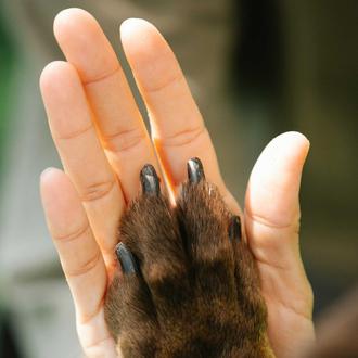 La importancia de que el maltrato animal pueda ser considerado …