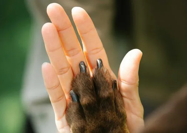 La importancia de que el maltrato animal pueda ser considerado legalmente una forma de violencia vicaria