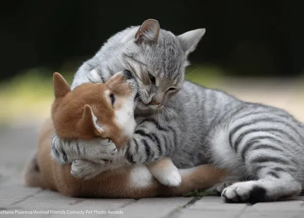 Las fotos animales más chistosas del año: finalistas de los Comedy Pet Photo Awards