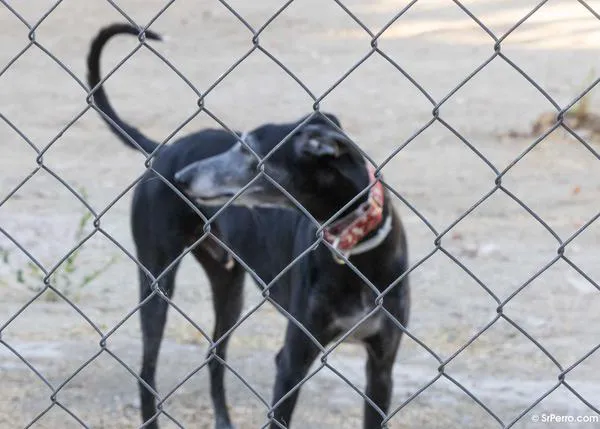 Los perros de caza y de trabajo están a punto de quedar aún más desprotegidos: hay que actuar AHORA