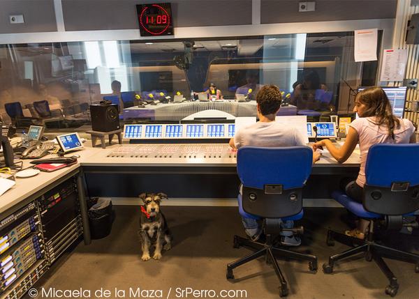 #NoSinMiPerro SrPerro visita Hoy por Hoy, de la SER, para hablar de canes urbanos