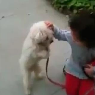 El paseo más estiloso, un SrPerro a dos patas