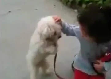 El paseo más estiloso, un SrPerro a dos patas