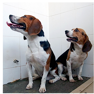 En China han creado perros más musculosos, genéticamente modificados 