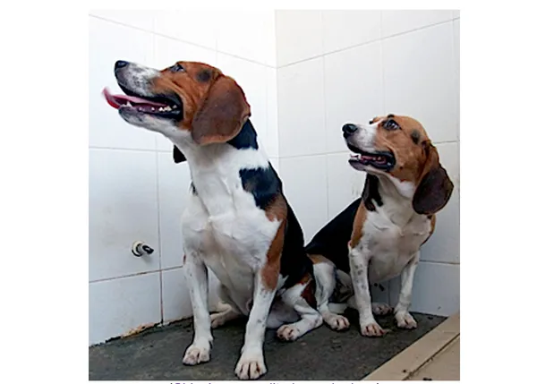 En China han creado perros más musculosos, genéticamente modificados 