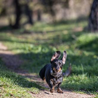Enero es #walkyourdogmonth: un mes dedicado a concienciar sobre la …