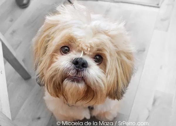 Encuentros perrunos: Señor Miyagi