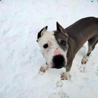 El Campito, Axla y muchas otras protectoras necesitan ayuda para …