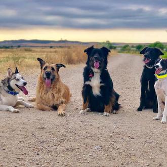 Los perros sociables llevarán de paseo a sus humanos a …