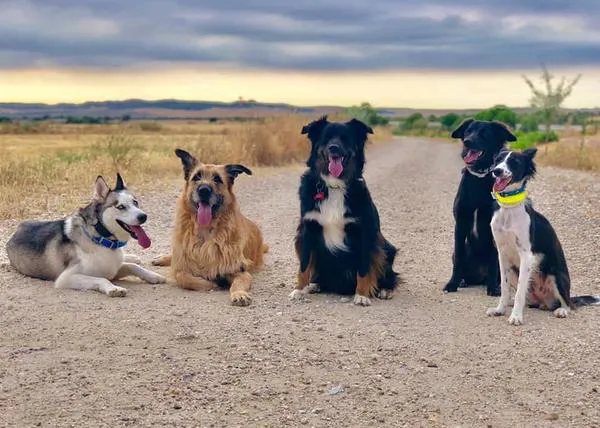 Los perros sociables llevarán de paseo a sus humanos a 100x100 Mascota