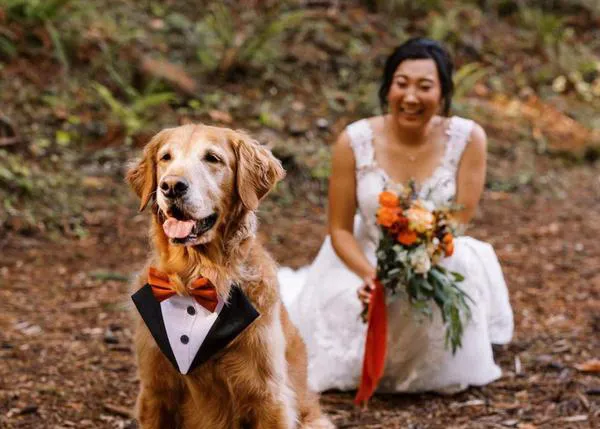 Una historia de amor perri-humana en 10 fotos: retratos de una boda con unos invitados caninos muy especiales