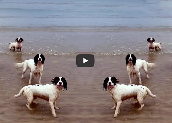Los perros de Tilda Swinton protagonizan un delicioso vídeo musical también co-dirigido por la actriz