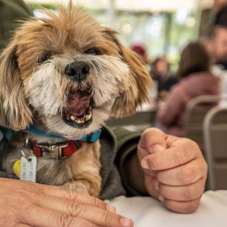 Los millennial prefieren tener perros que hijos (y los quieren …
