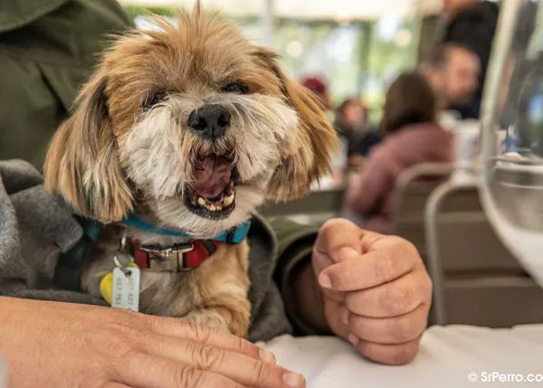 Los millennial prefieren tener perros que hijos (y los quieren más que a sus familiares)