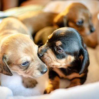 De cachorro a perro adulto: el (fascinante) primer año en …